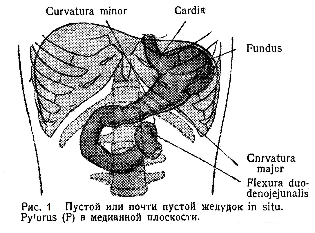 .Пустой или почти пустой желудок in situ. Pylorus (Р) в медианной плоскости.