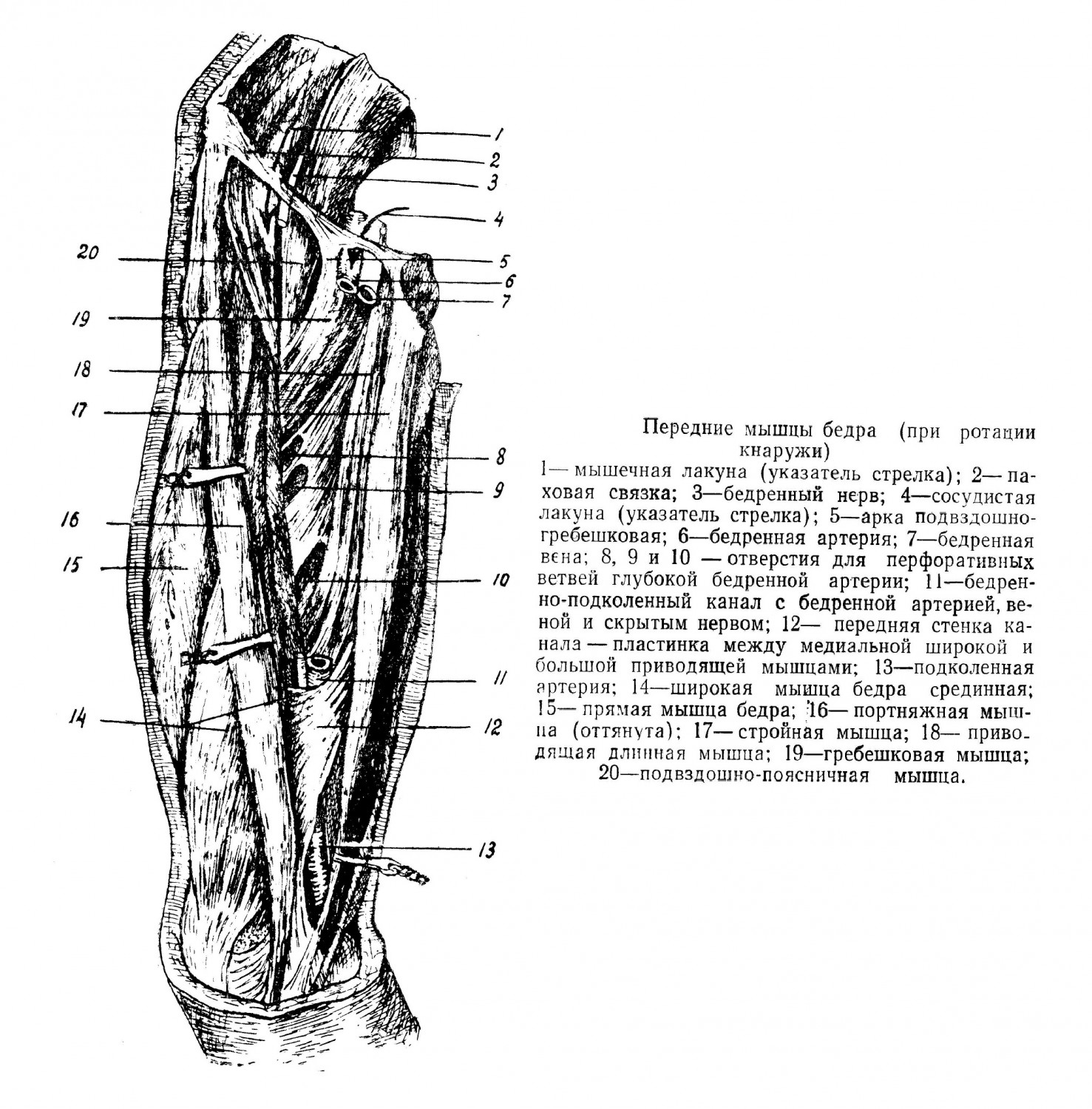 Передние мышцы бедра при ротации кнаружи