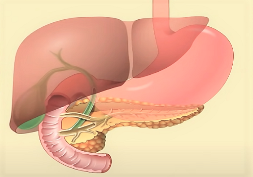 Поджелудочная железа — Pancreas