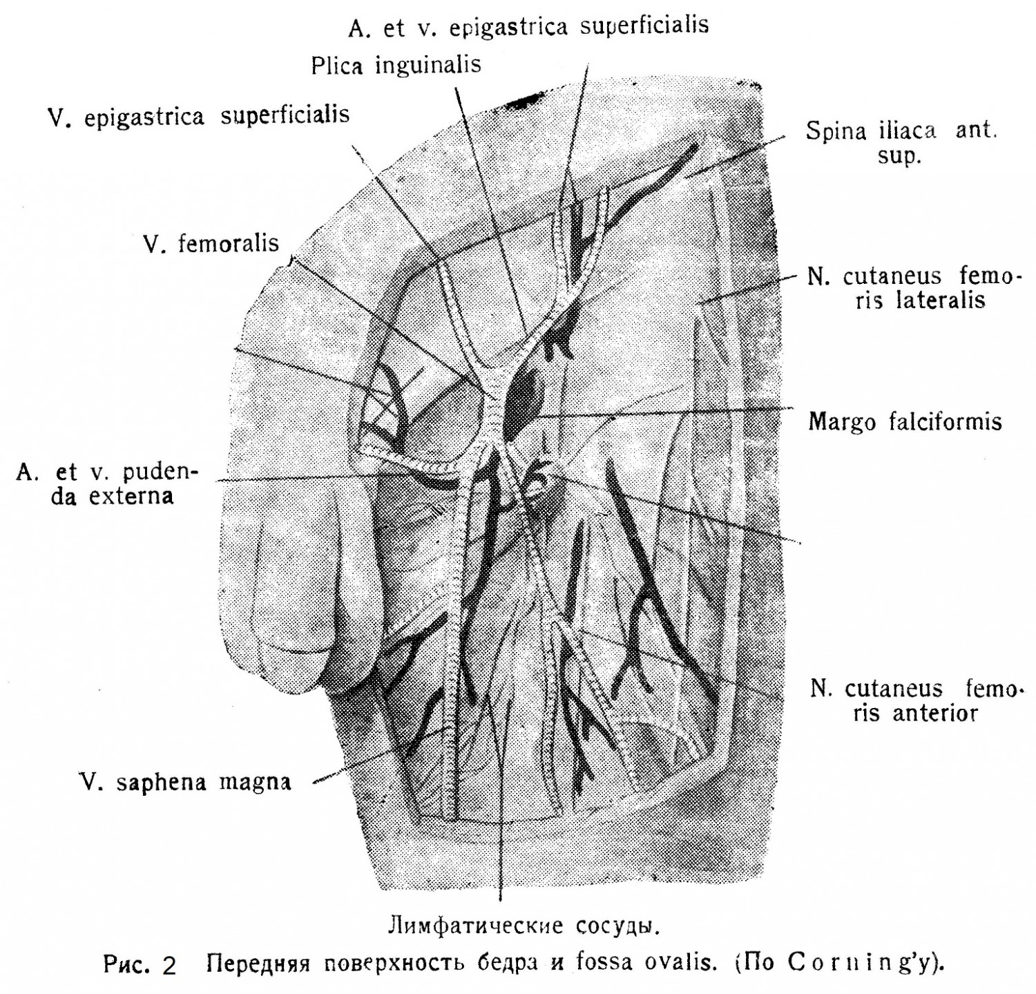 Передняя поверхность бедра и fossa ovalis