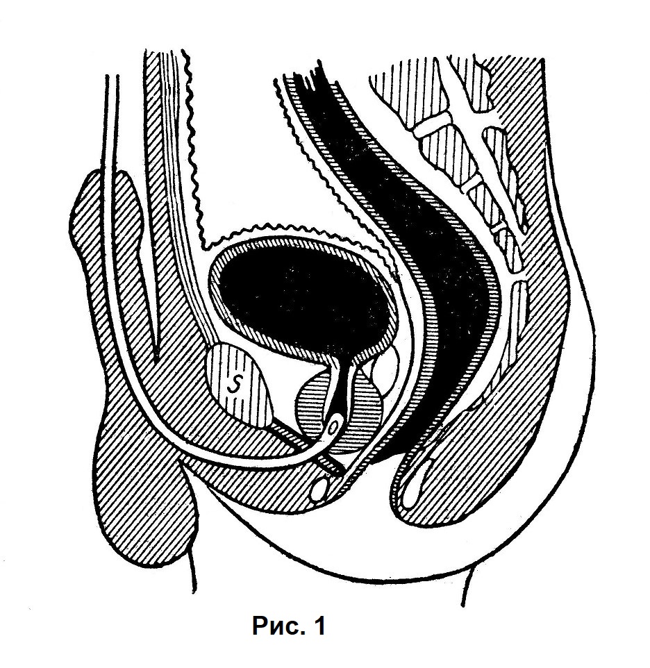 Мочеиспускательный канал — Urethra