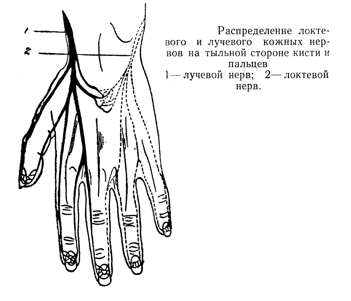 Распределение локтевого и лучевого кожных нервов на тыльной стороне кисти и пальцев