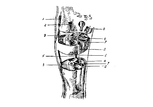 Задняя область бедра - regio femoralis posterior