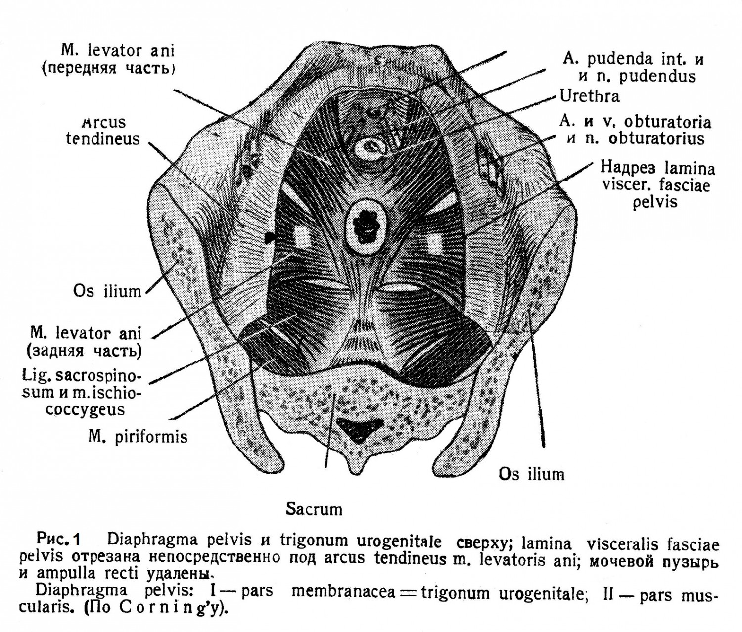 Diaphragma pelvis и trigonum urogenitale