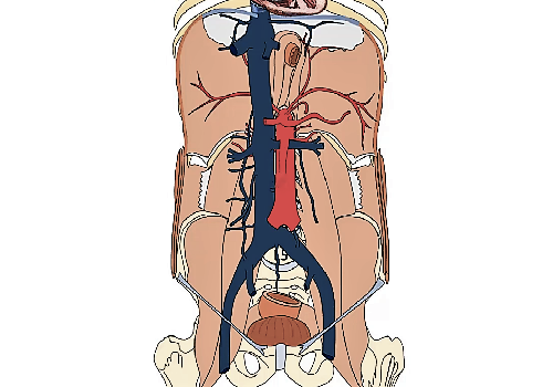 Aorta abdominalis et vena cava inferior