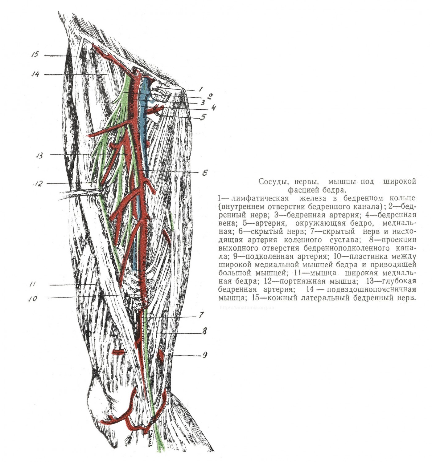 Сосуды, нервы, мышцы под широкой фасцией бедра