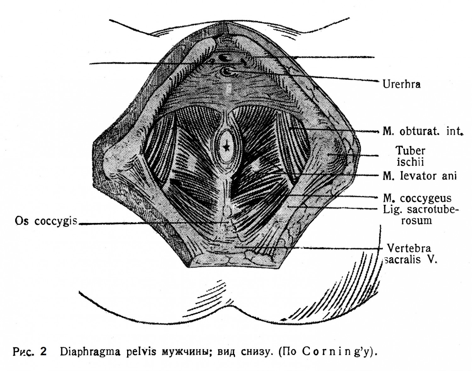Diaphragma pelvis мужчины; вид снизу. (По Corning’y).