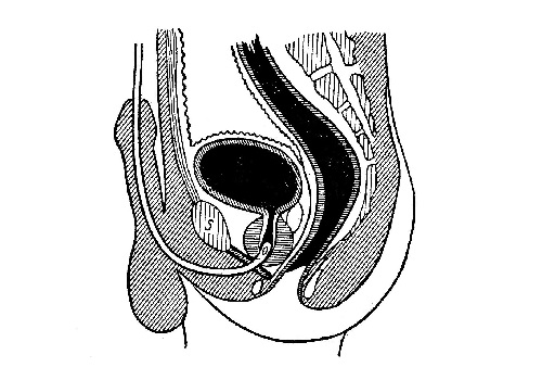 Мочеиспускательный канал — Urethra