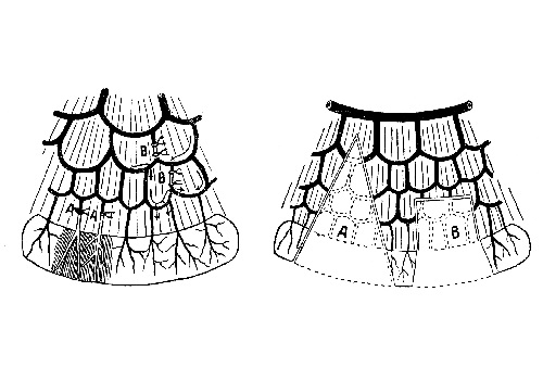 Тонкие кишки — Intestinum tenue