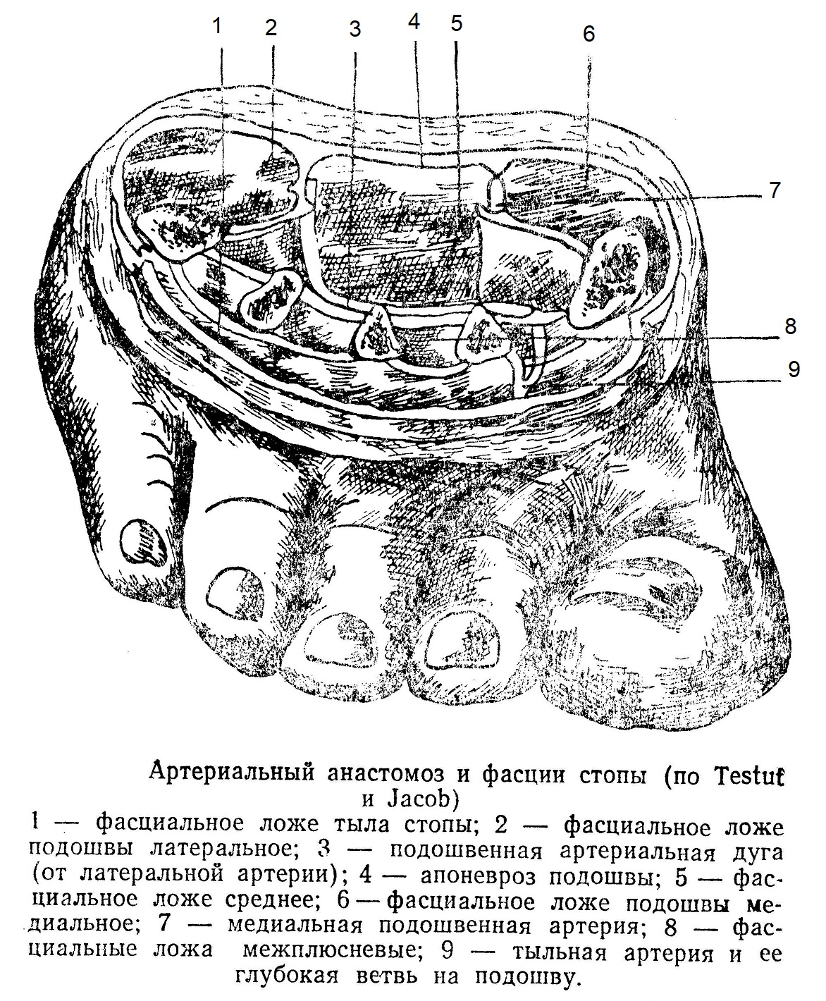 Артериальный анастомоз и фасции стопы (по Testuf и Jacob)