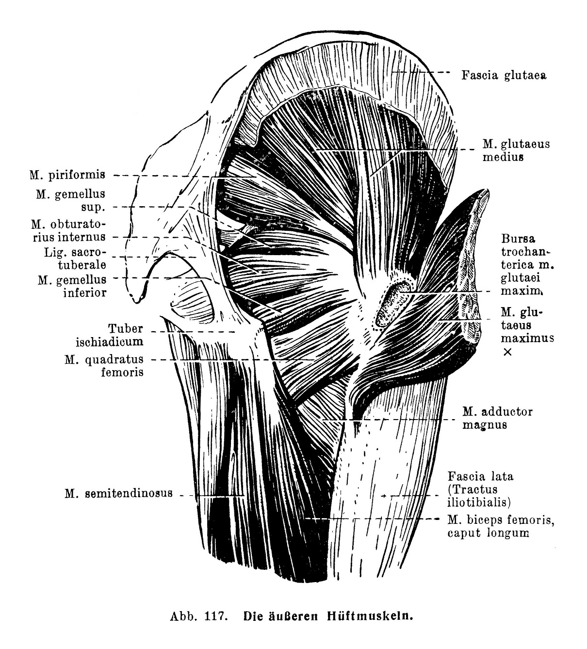 Die äußeren Hüftmuskeln