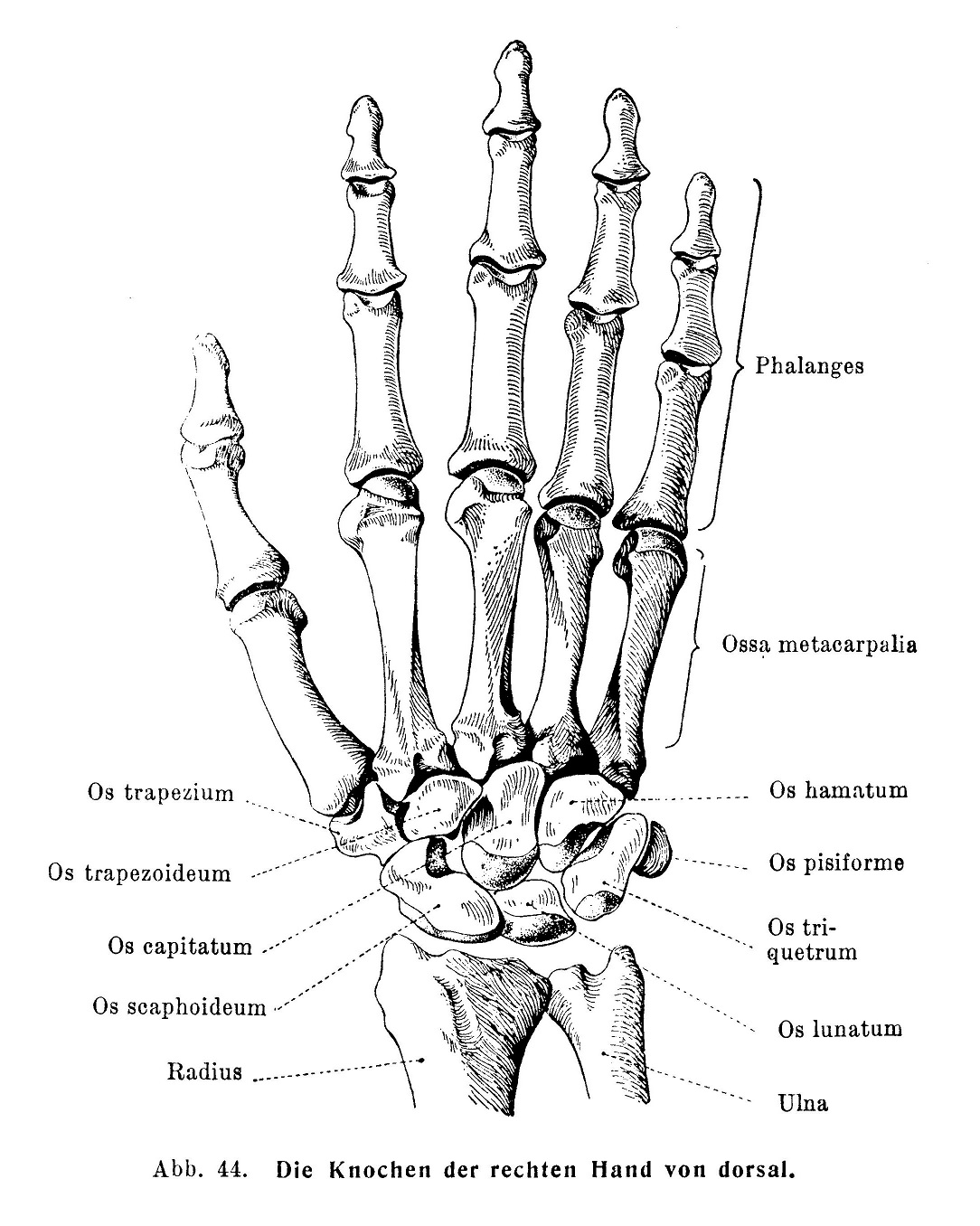 Die Knochen der rechten Hand von dorsal