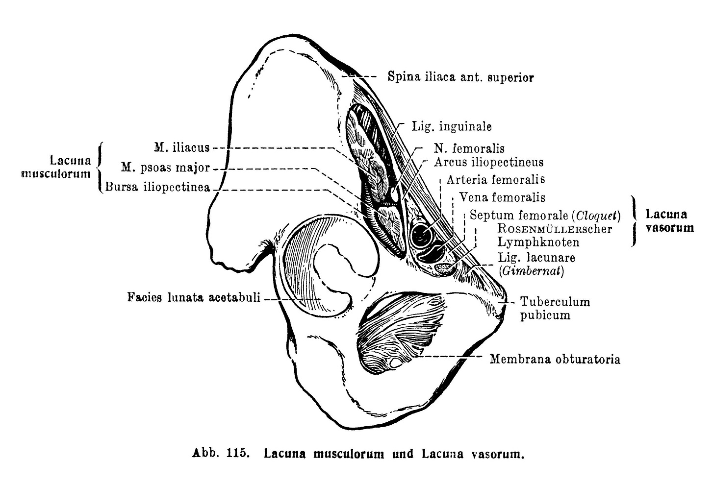 Lacuna musculorum und Lacuna vasorum
