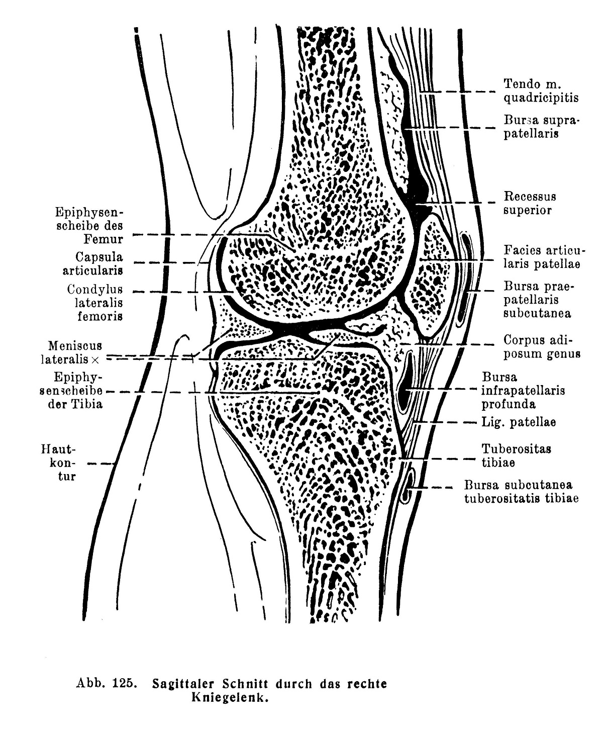 Sagittaler Schnitt durch das rechte Kniegelenk