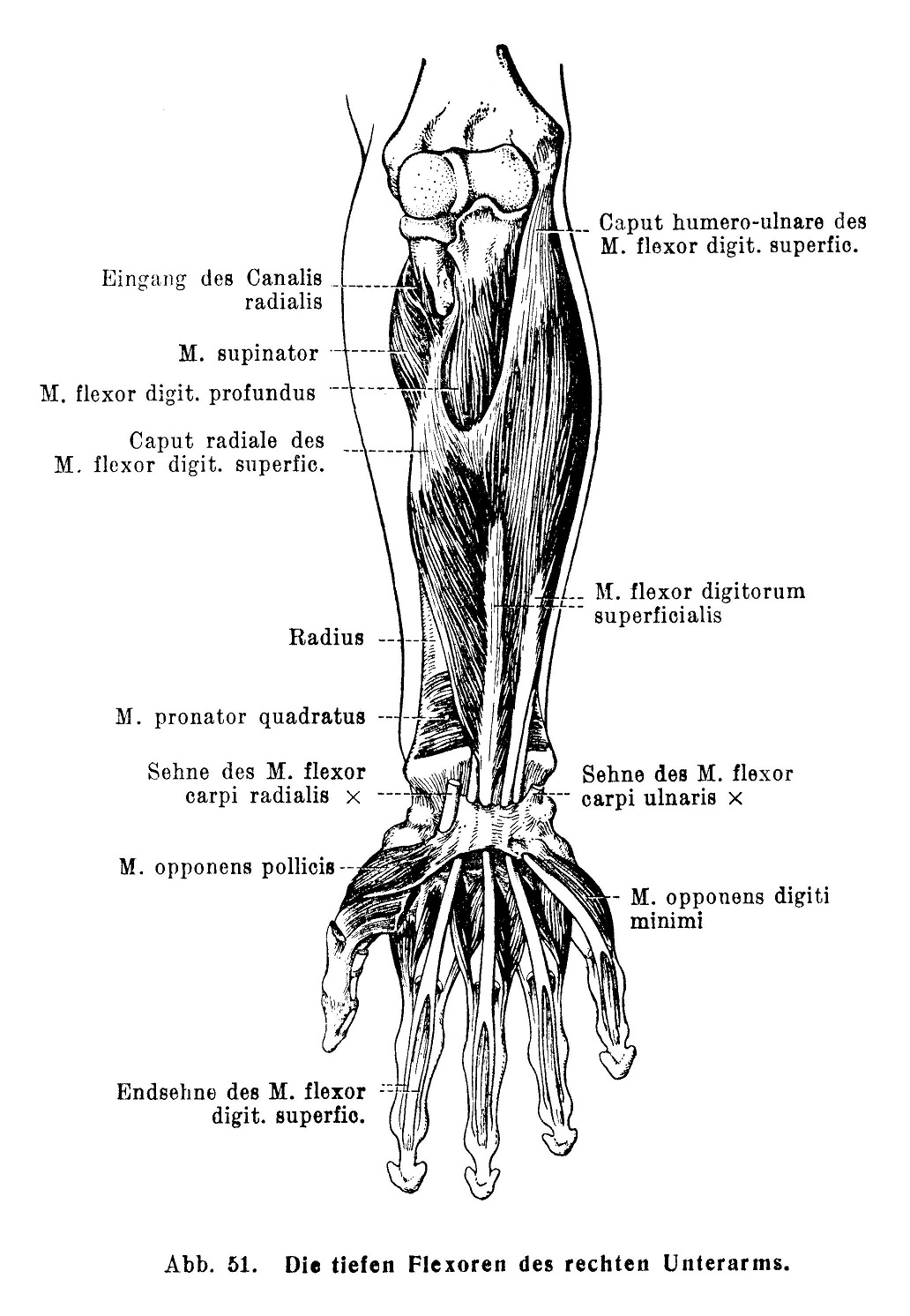 Die tiefen Flexoren des rechten Unterarms