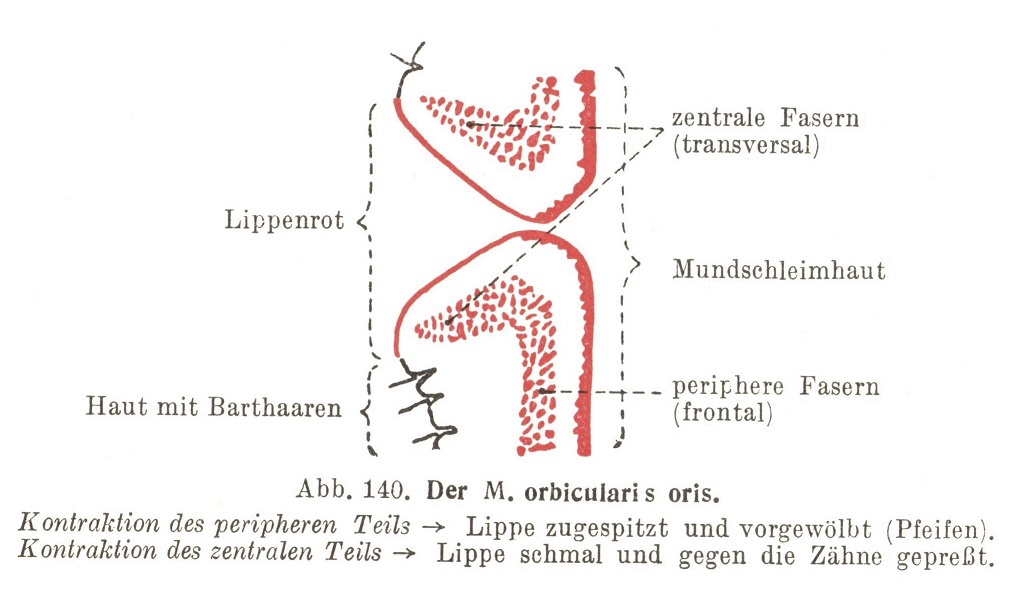 Der M. orbicularis oris