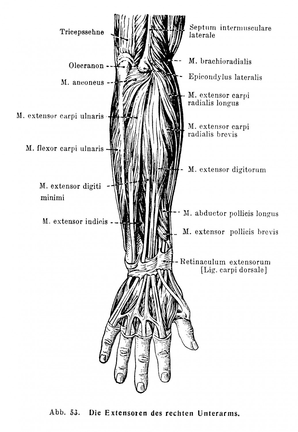 Die Extensoren des rechten Unterarms