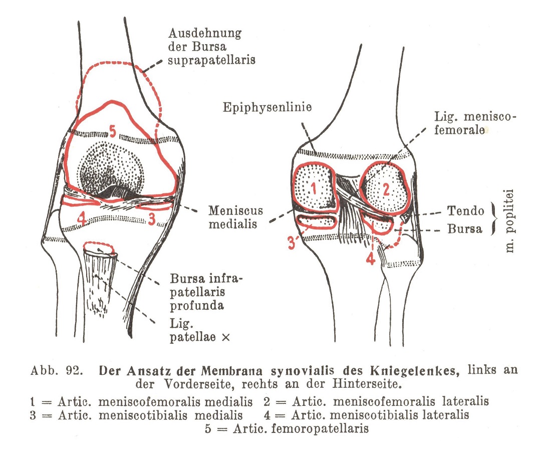 Der Ansatz der Membrana synovialis des Kniegelenkes, links an der Vorderseite, rechts an der Hinterseite.