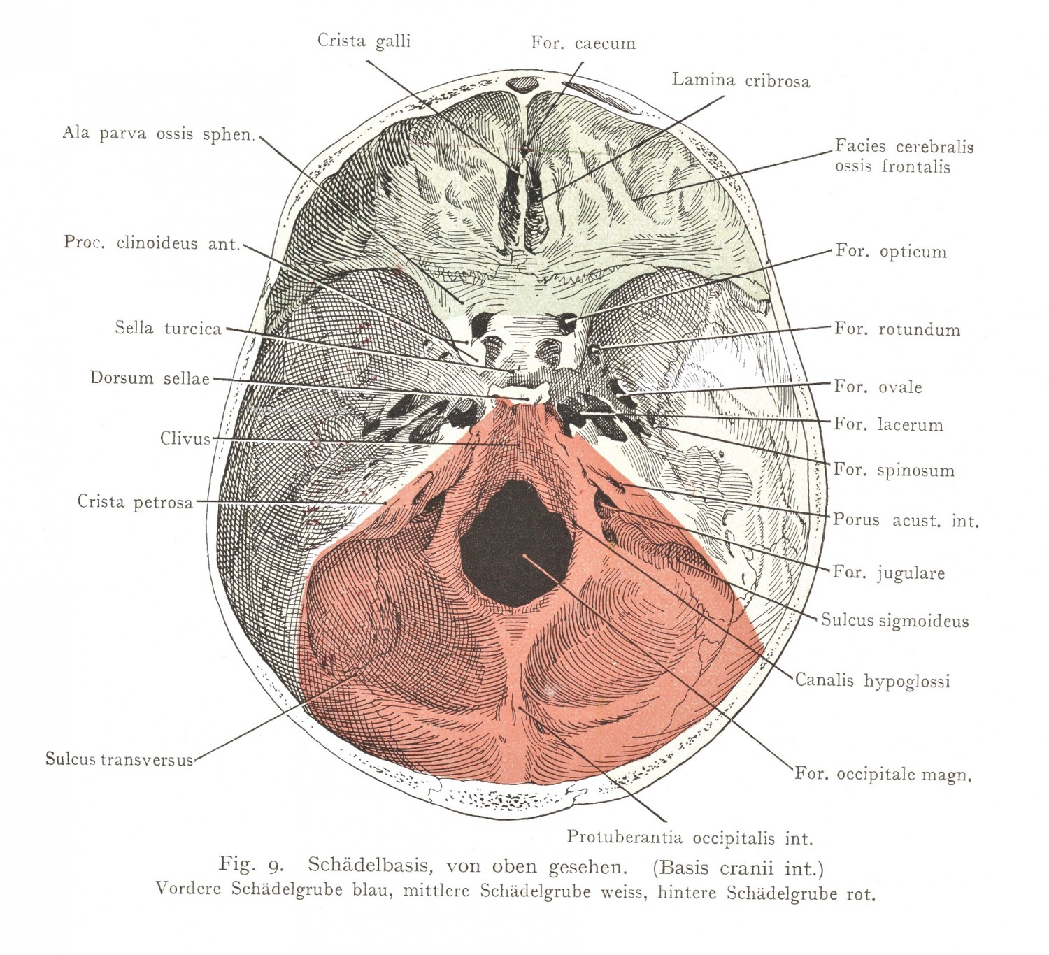 Topographie der Basis cranii
