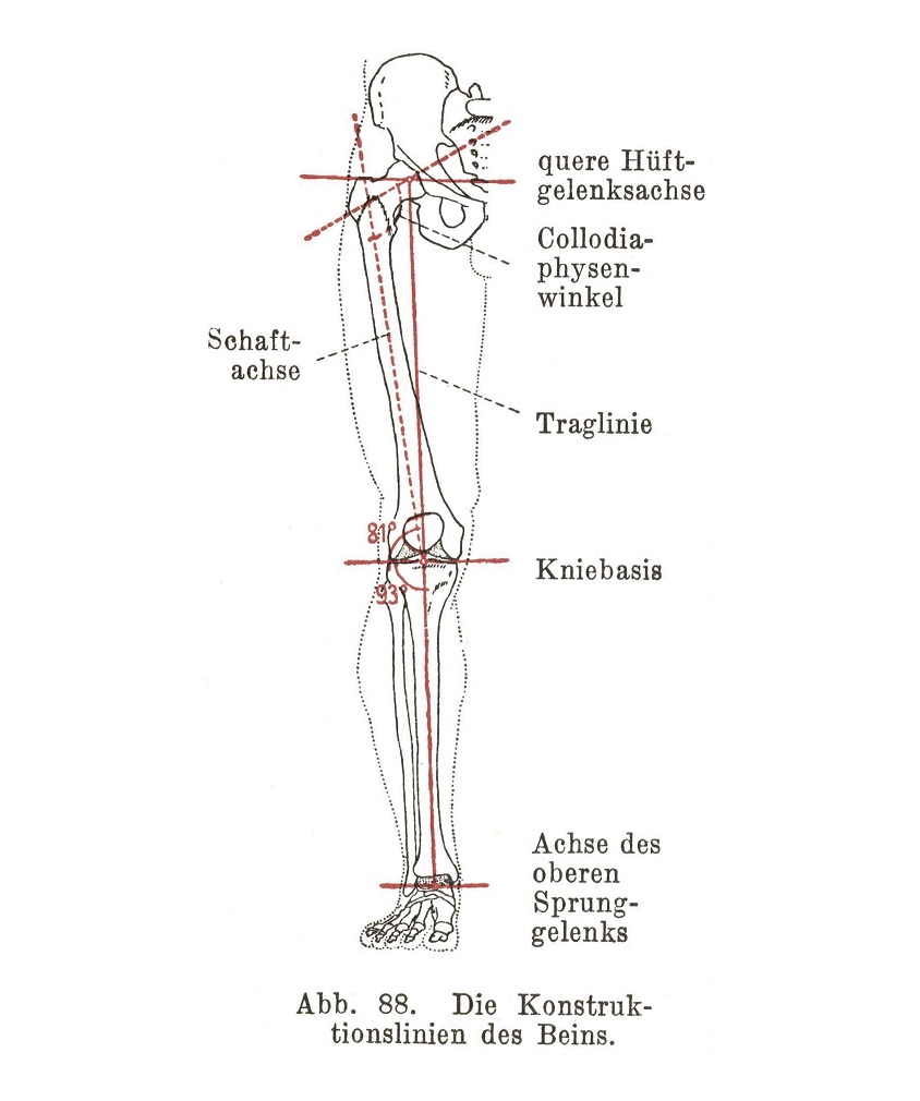 Die Konstruktionslinien des Beins