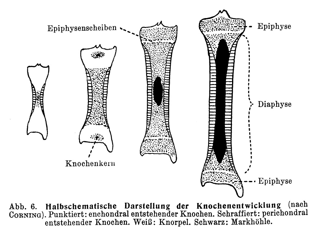 Halbschematische Darstellung der Knochenentwicklung (nach CORNING). Punktiert: enchondral entstehender Knochen. Schraffiert: perichondral entstehender Knochen. Weiß: Knorpel. Schwarz: Markhöhle.