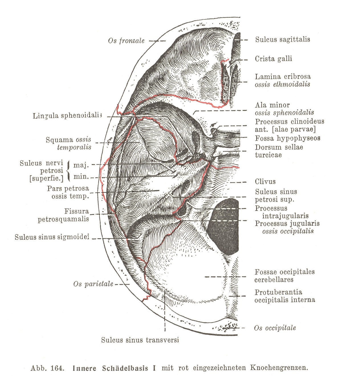 Innere Schädelbasis I mit rot eingezeichneten Knochengrenzen
