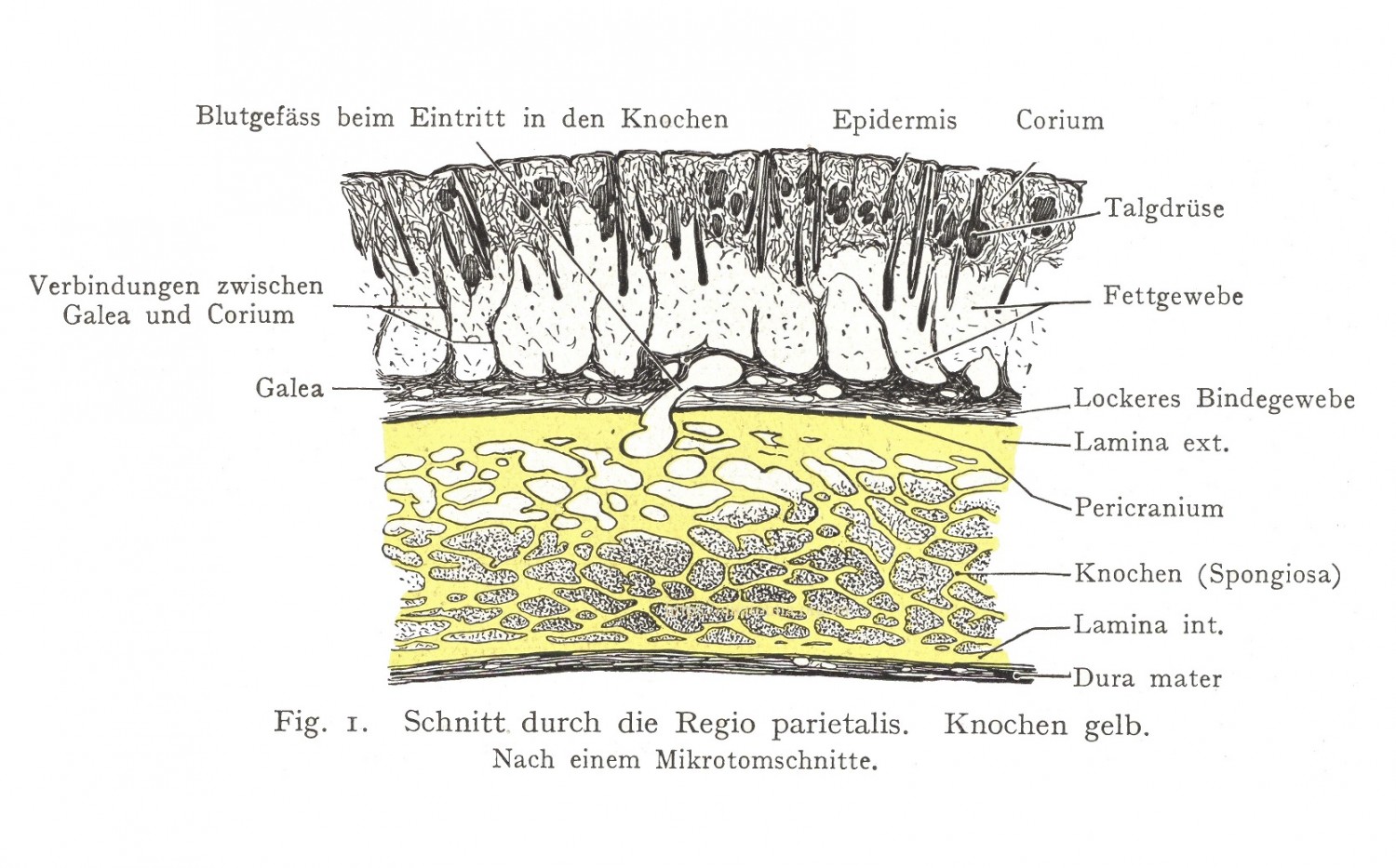 Schnitt durch die Regio parictalis. Knochen gelb. Nach einem Mikrotomschnitte