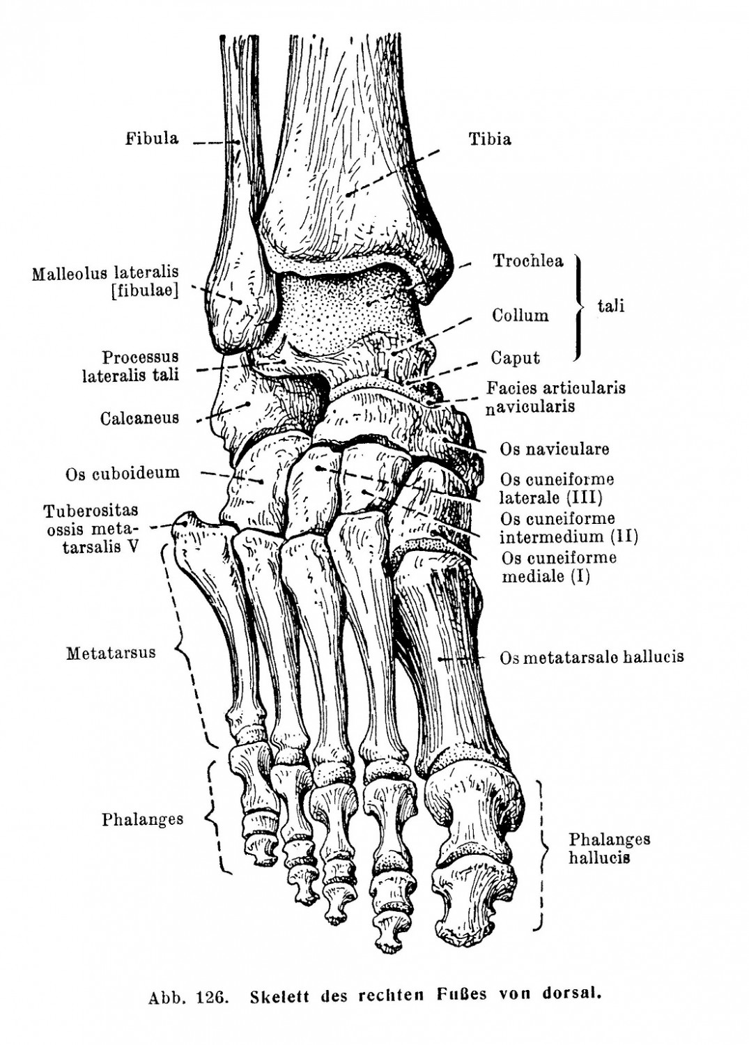 Skelett des rechten Fußes von dorsal