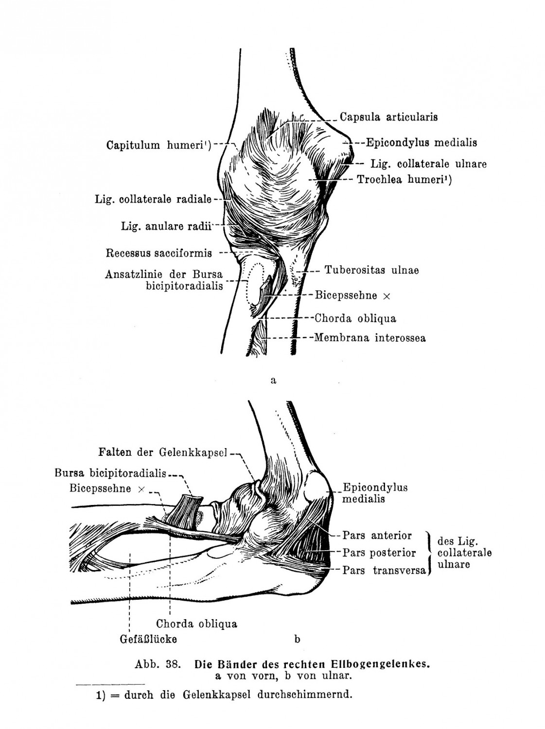 Ein besonderer Verbindungsstrang der beiden Knochen ist die Schrägseite, Chorda obliqua 