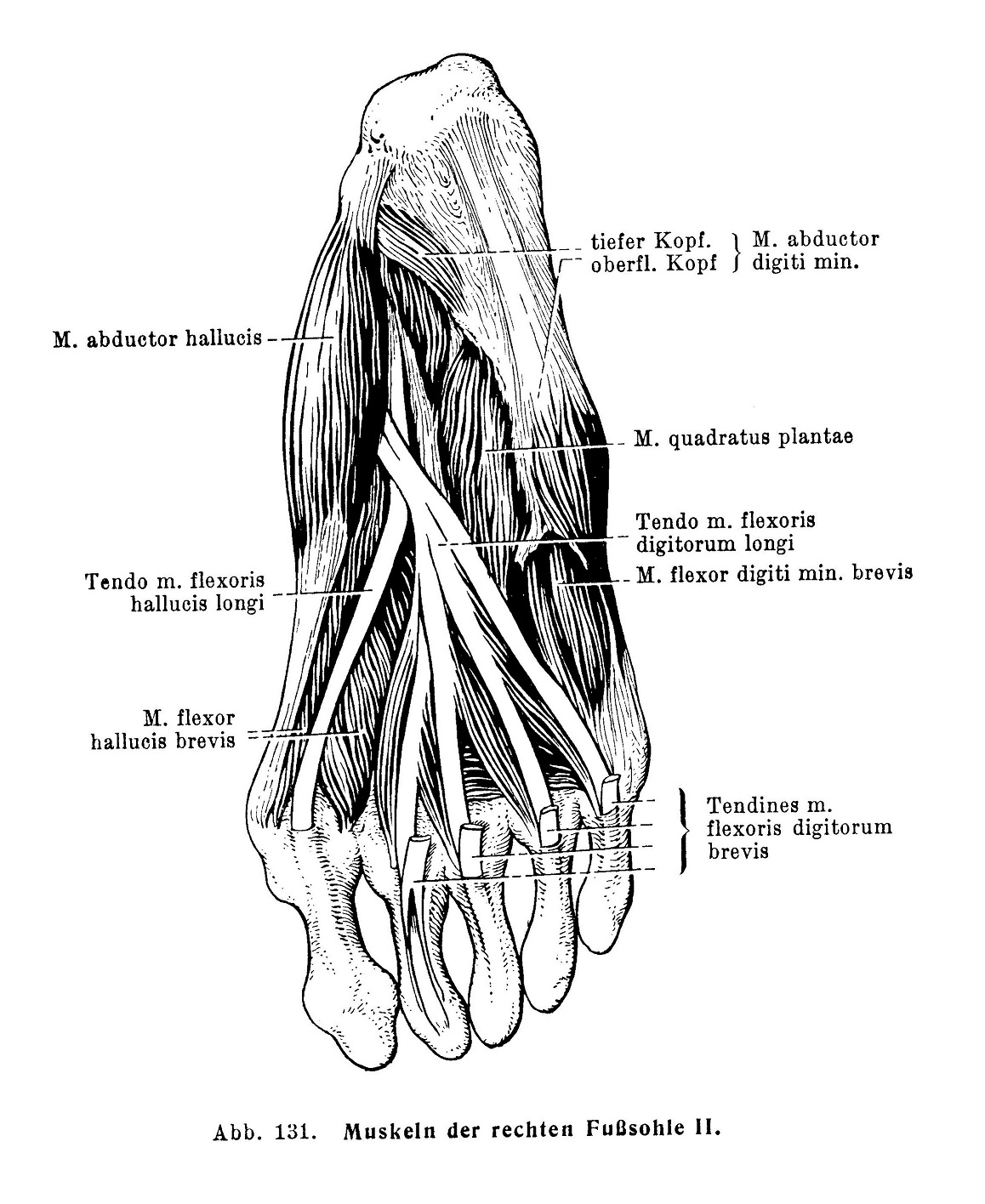 Muskeln der rechten Fußsohle II