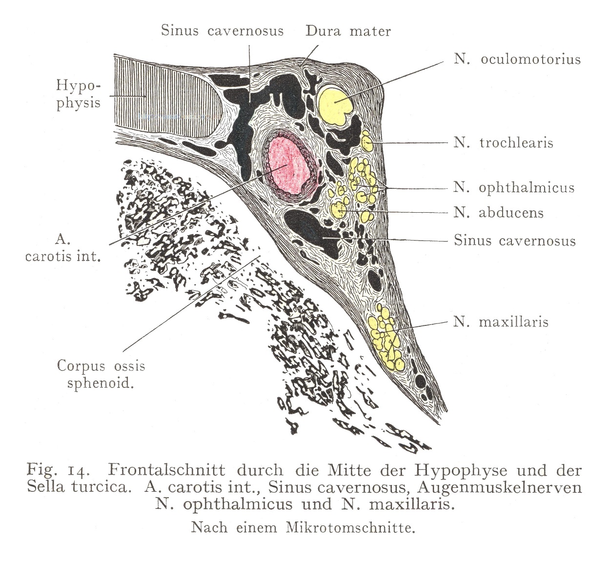 Frontalschnitt durch die Mitte der Hypophyse und der Sella turcica.