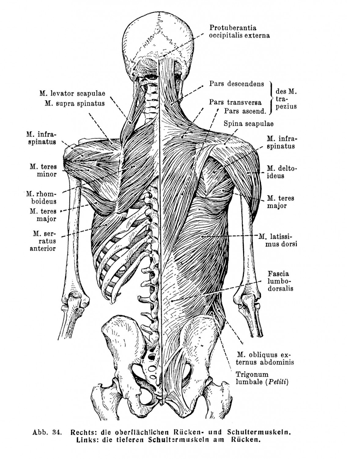 Im Knie treffen Femur und Tibia so zusammen, daß sie einen nach außen offenen Winkel von durchschnittlich 174° bilden: sogenanntes physiologisches Genu valgum.