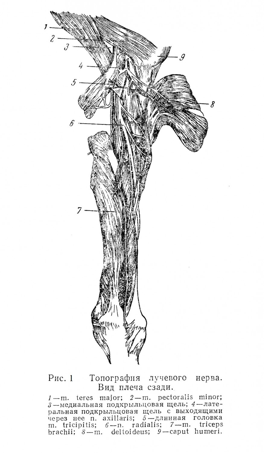 Топография лучевого нерва. Вид плеча сзади.