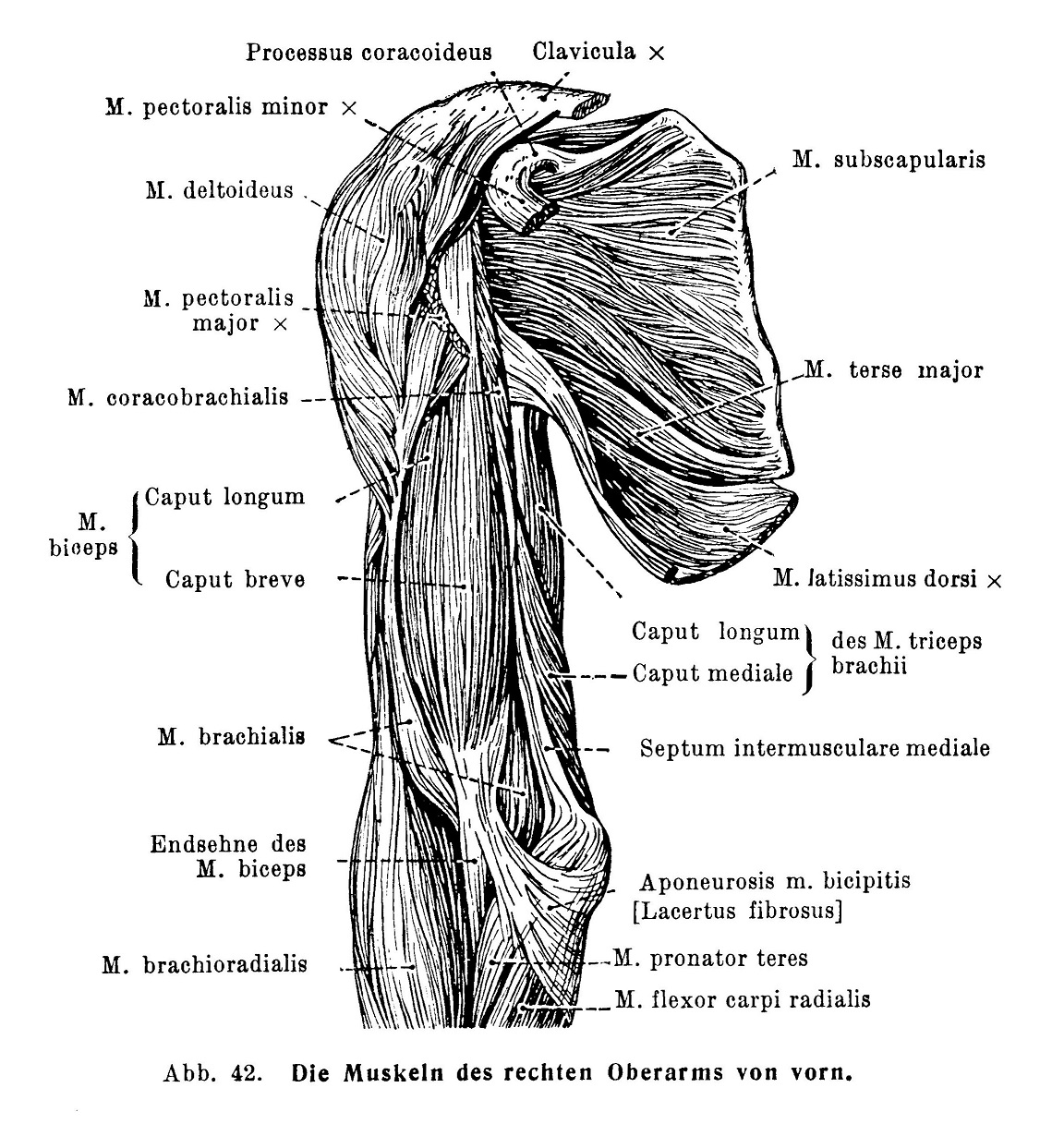 Die Muskelin des rechten Oberarms von vorn