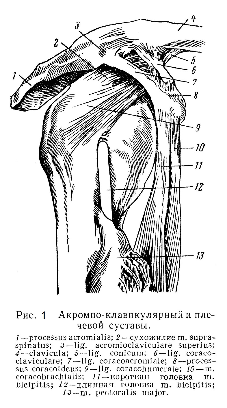 Акромио-клавикулярный и плечевой суставы.