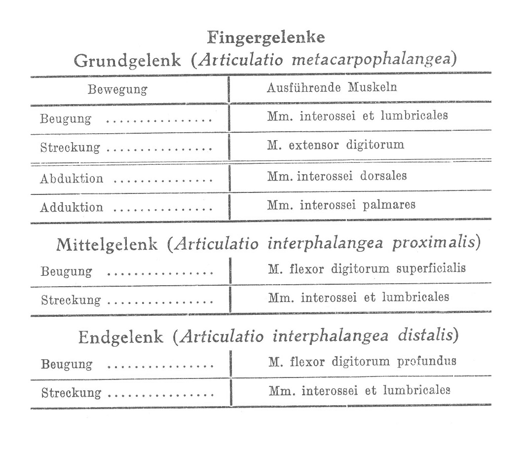 Grundgelenk (Articulatio metacarpophalangea)