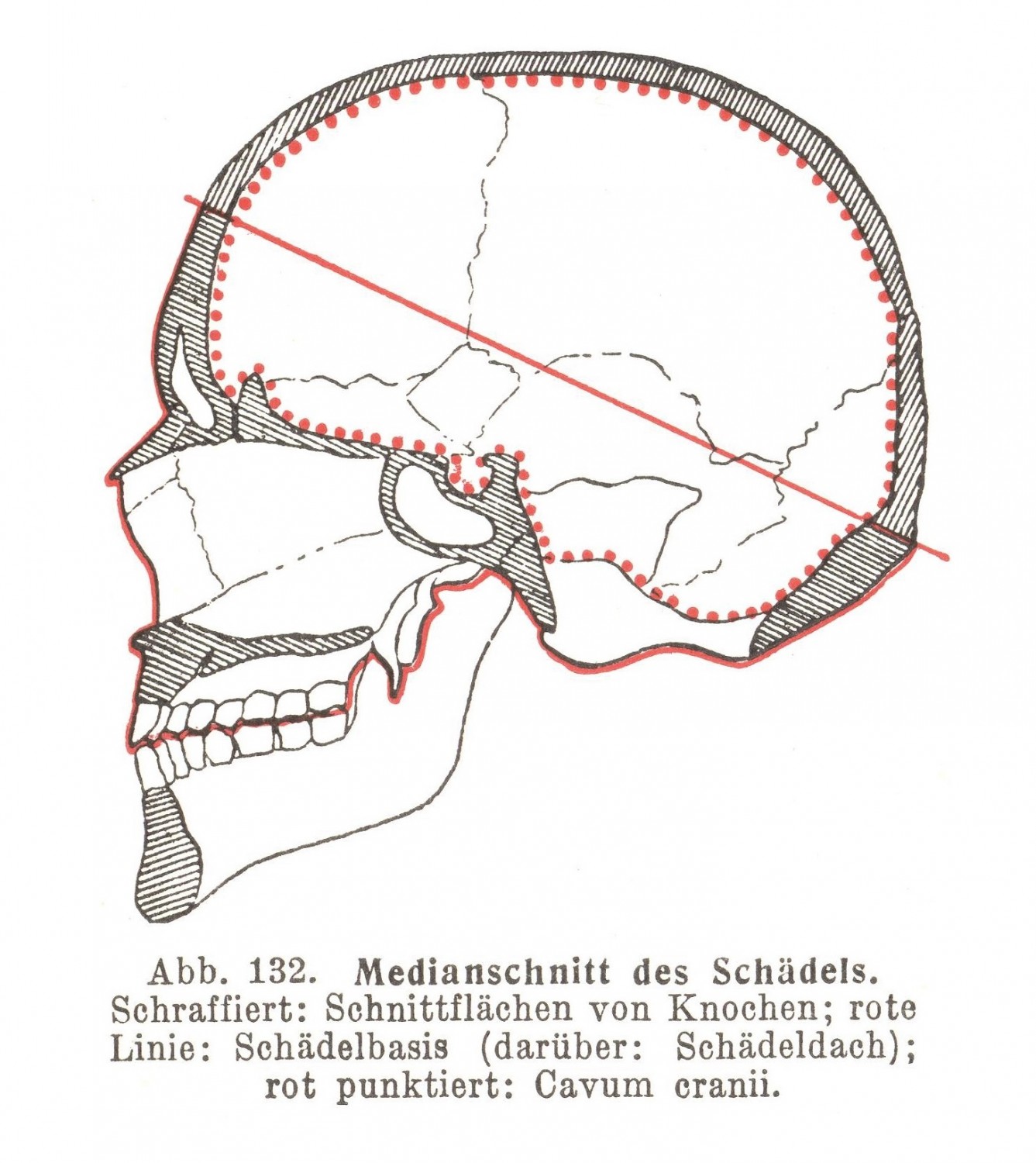 Der Schädel, Cranium