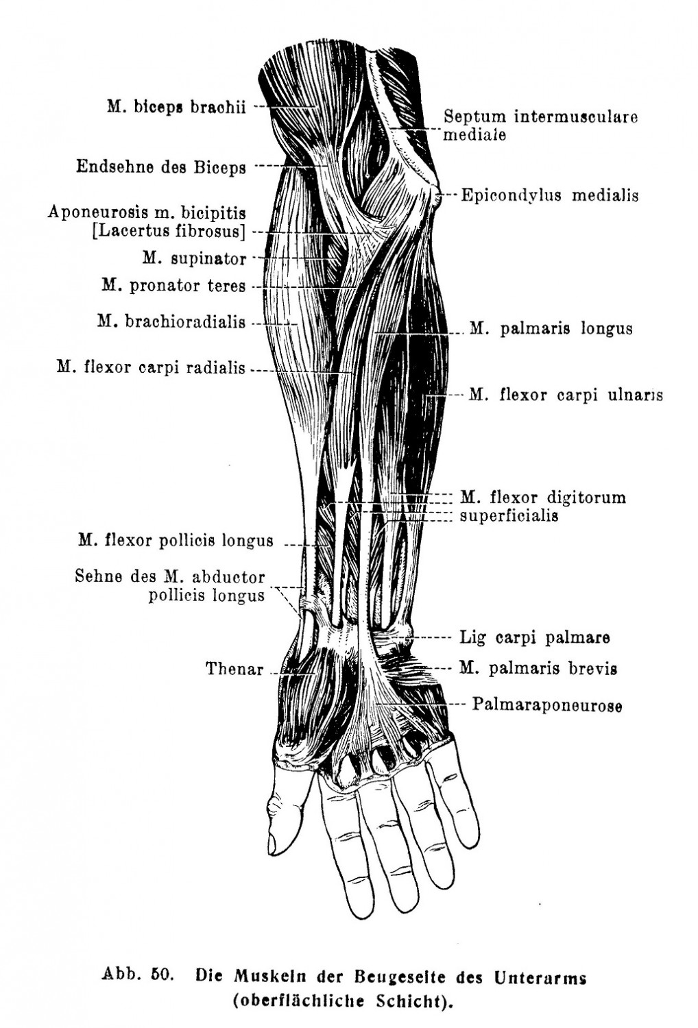 Die Muskeln der Beugeselte des Unterarms