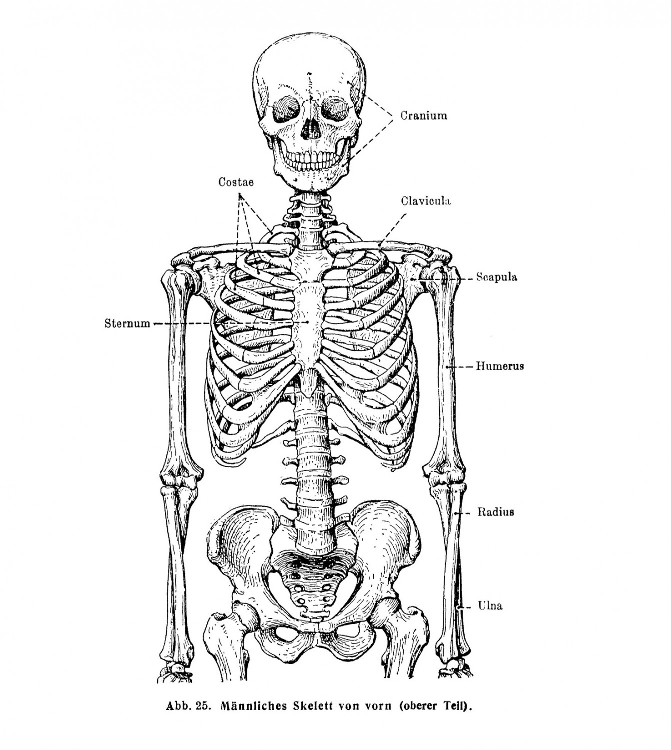 Männlicher skelett von vorn