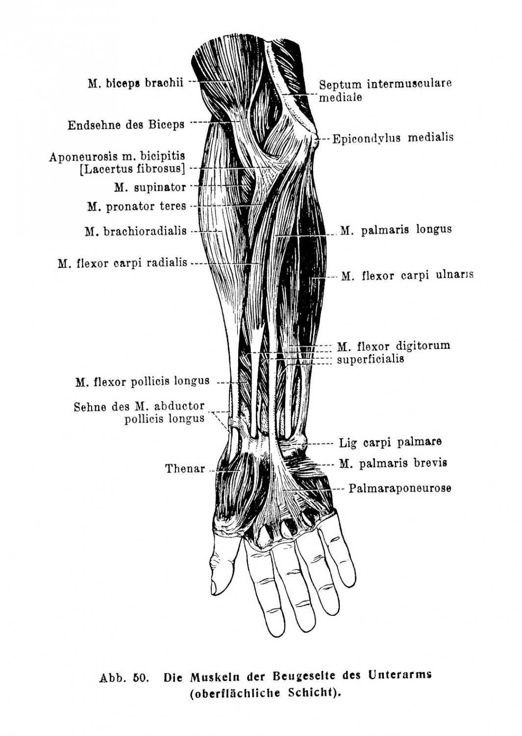 Die Muskeln der Beugeselte des Unterarms