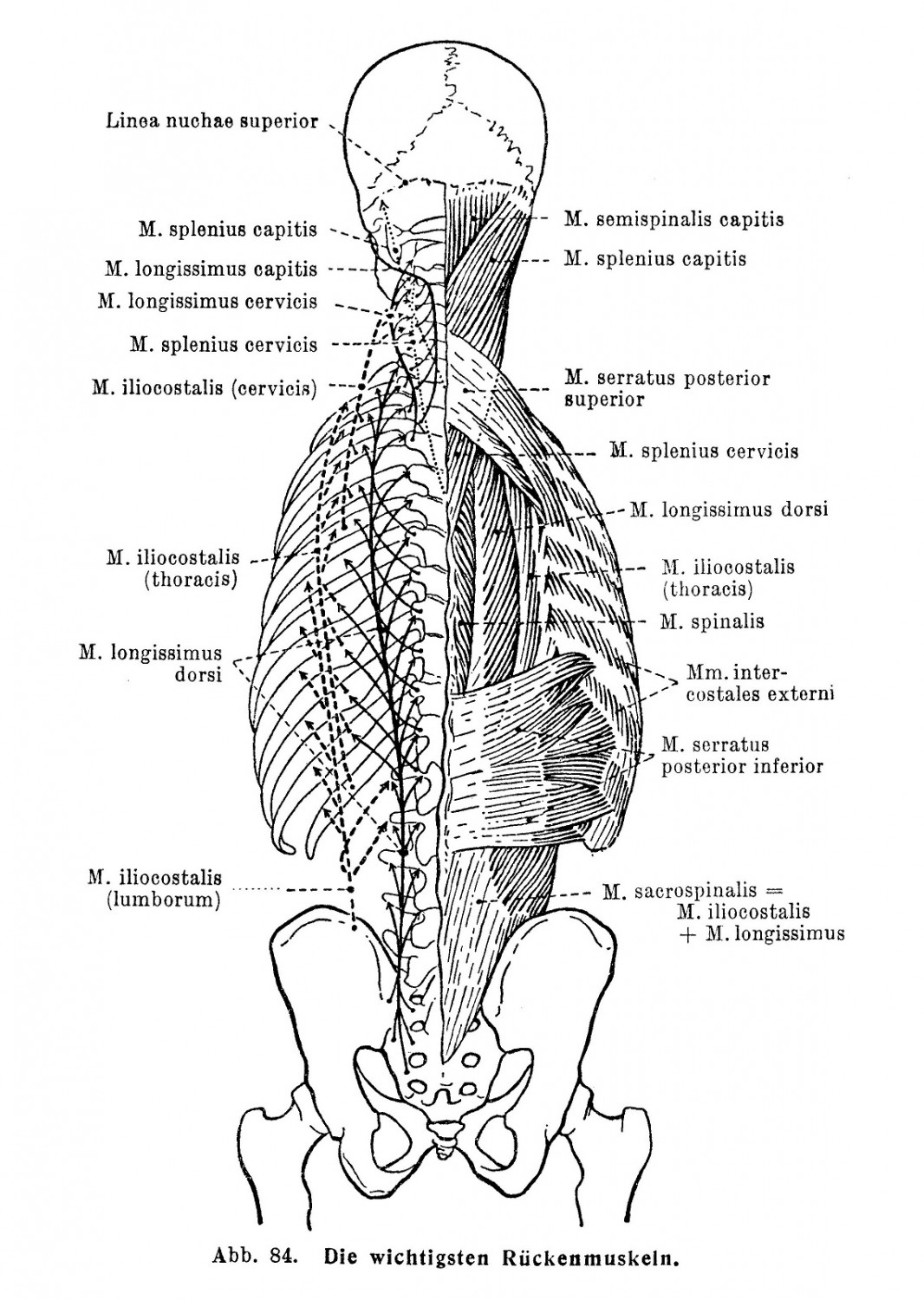 Die wichtigsten Rückenmuskeln