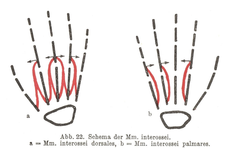 Schema der Mm. interossei, a = Mm. interossei dorsales, b = Mm. interossei palmares.