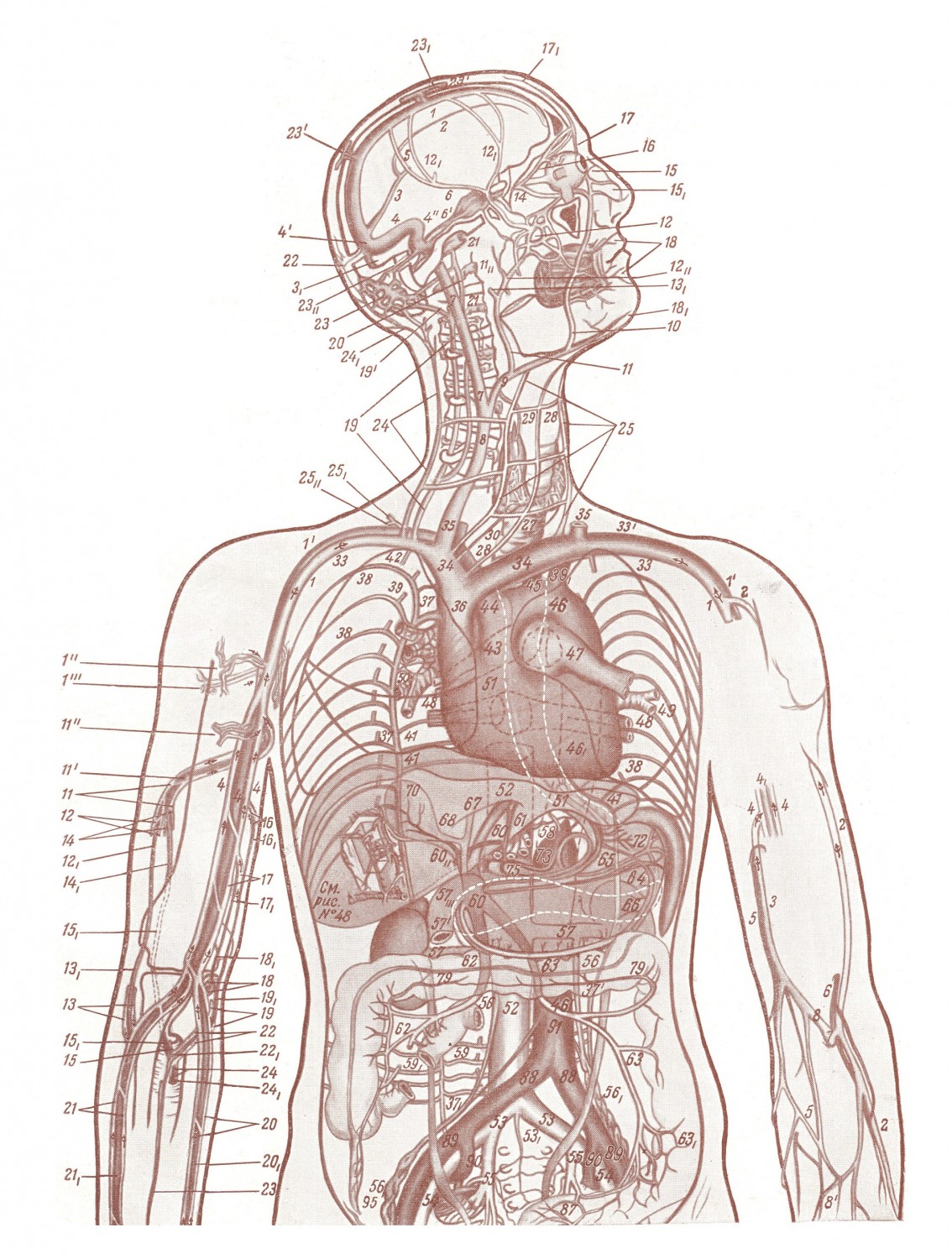 Анатомічний атлас із позначками