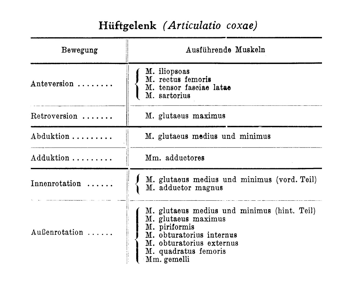 Hüftgelenk (Articulatio coxae)
