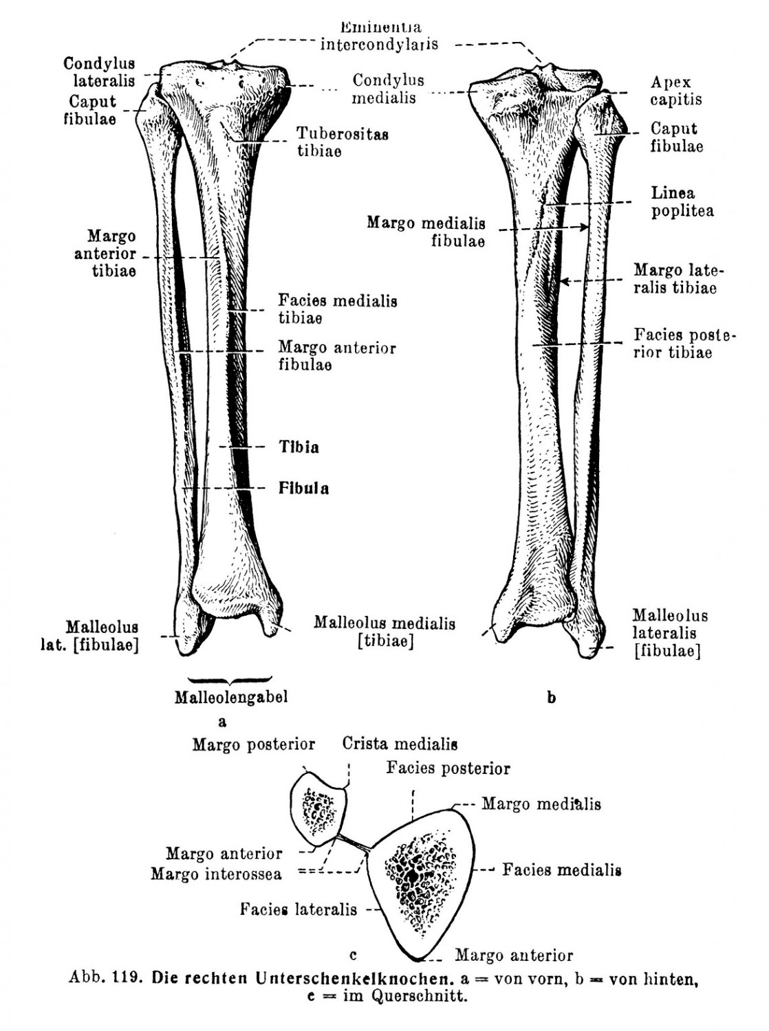 Die rechten Unterschenkelknochen