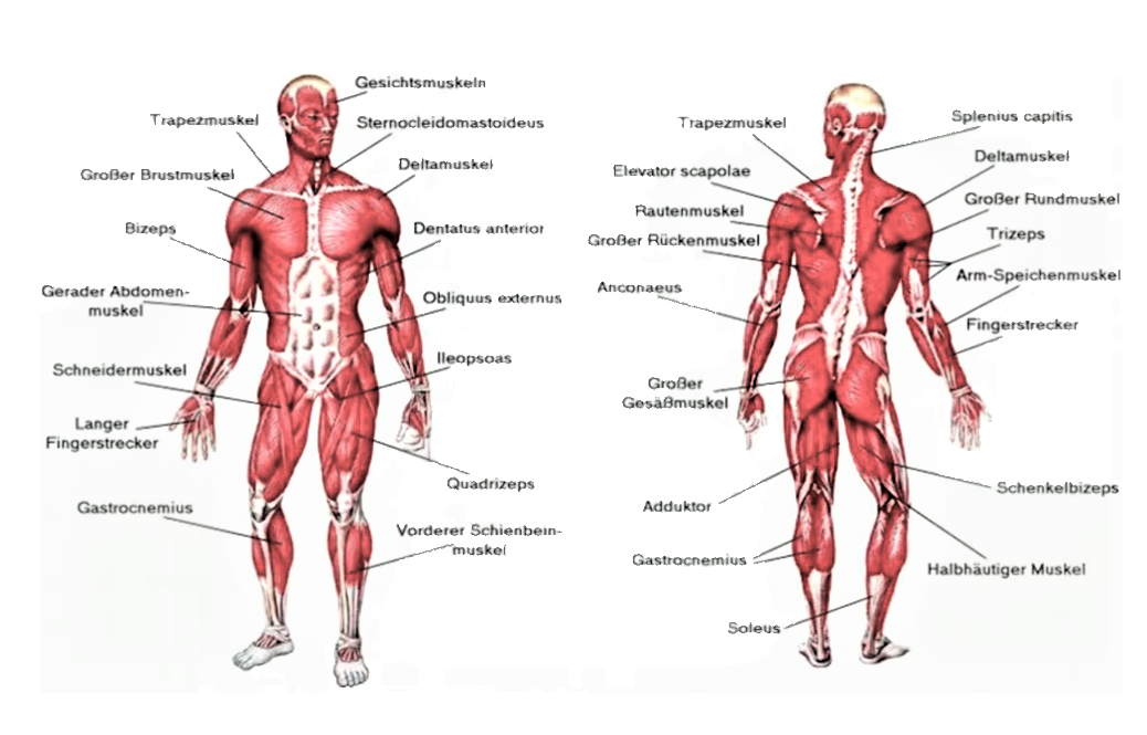 Der Bewegungsapparat (Knochen- und Muskelsystem)