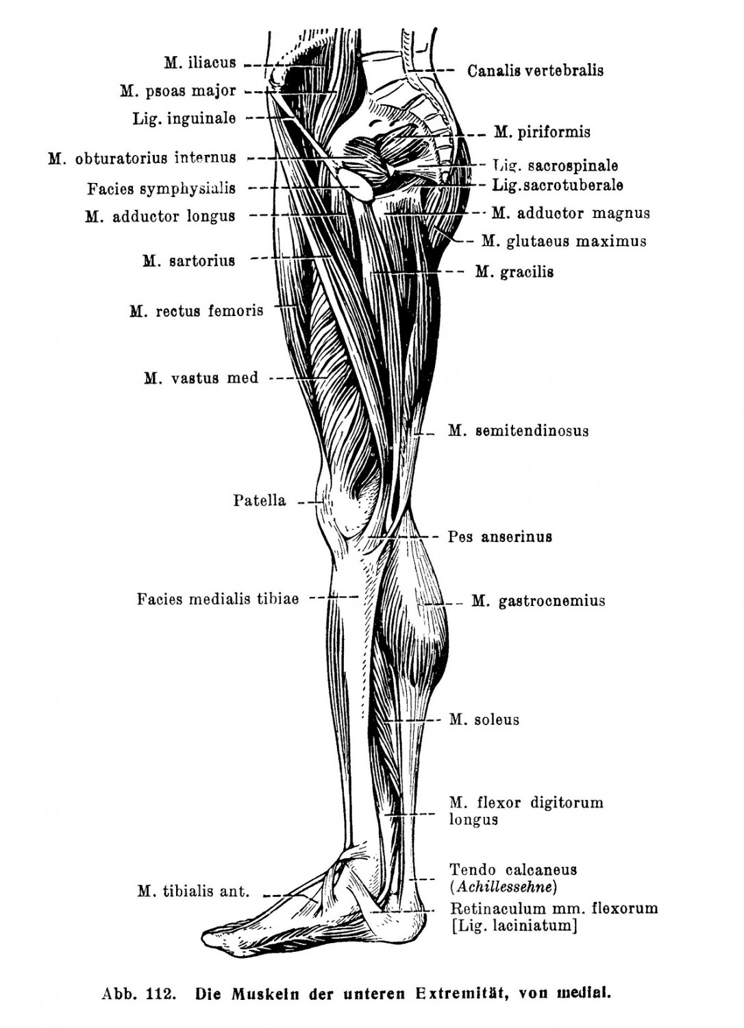 Die Muskeln der unteren Extremität, von medial