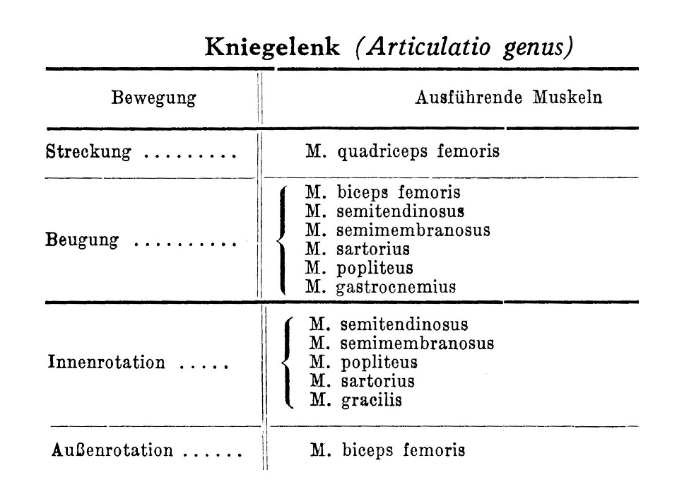 Kniegelenk (Articulatio genus)