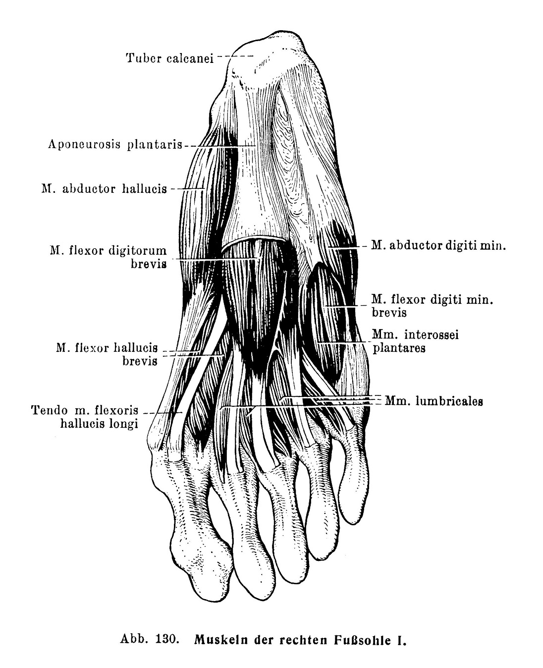 Muskeln der rechten Fußsohle I