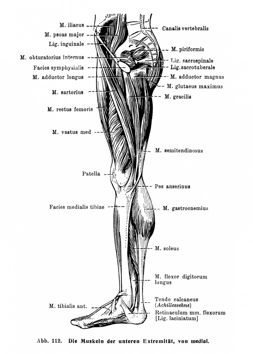 Die Muskeln der unteren Extremität, von medial